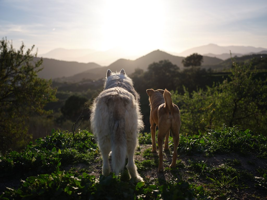 Dag Flos en&nbsp;Bob!